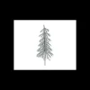 Sapin Argent Volume x144